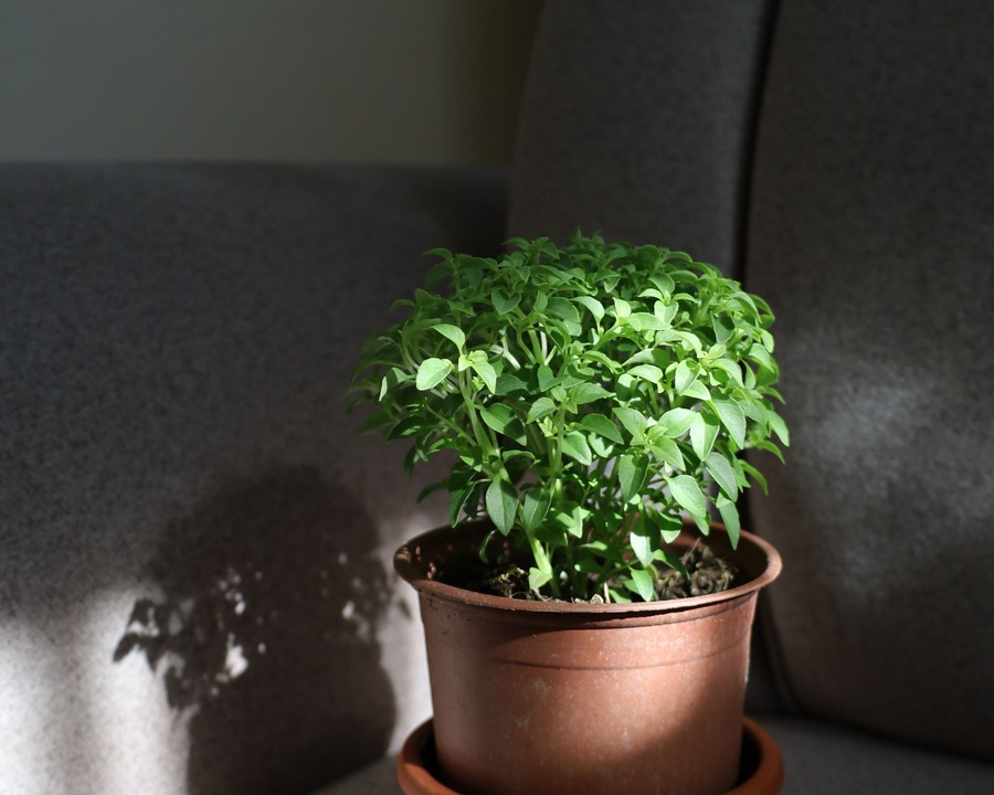 Mata de albahaca en maceta