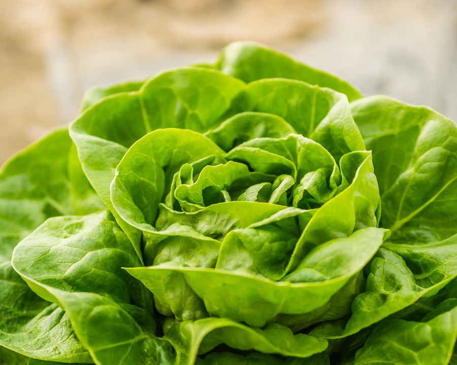 Lechuga trocadero
